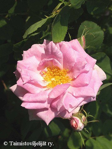 Rosa 'Minette'